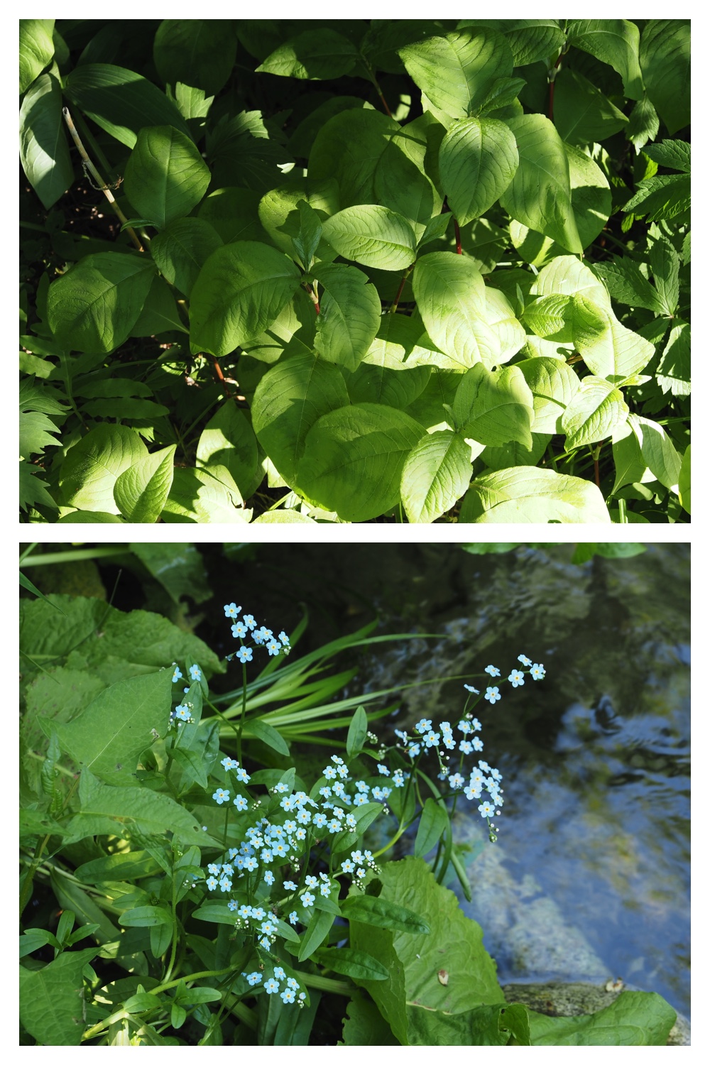 260602_Hasshounochi_12