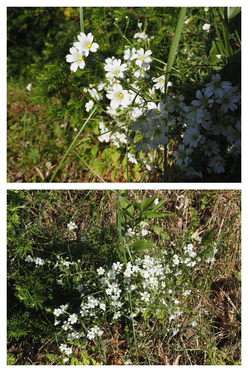 260602_Hasshounochi_14