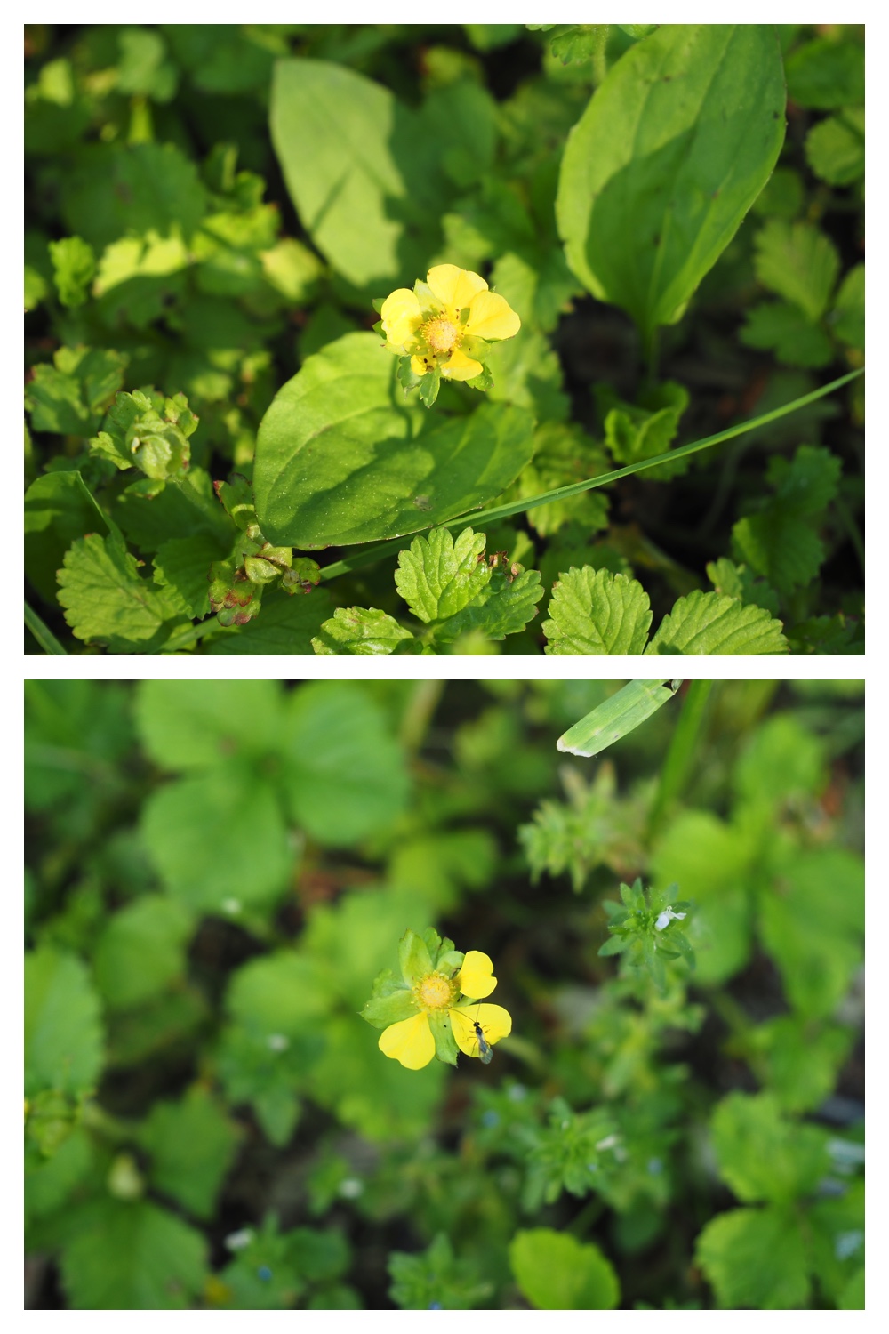 260602_Hasshounochi_20