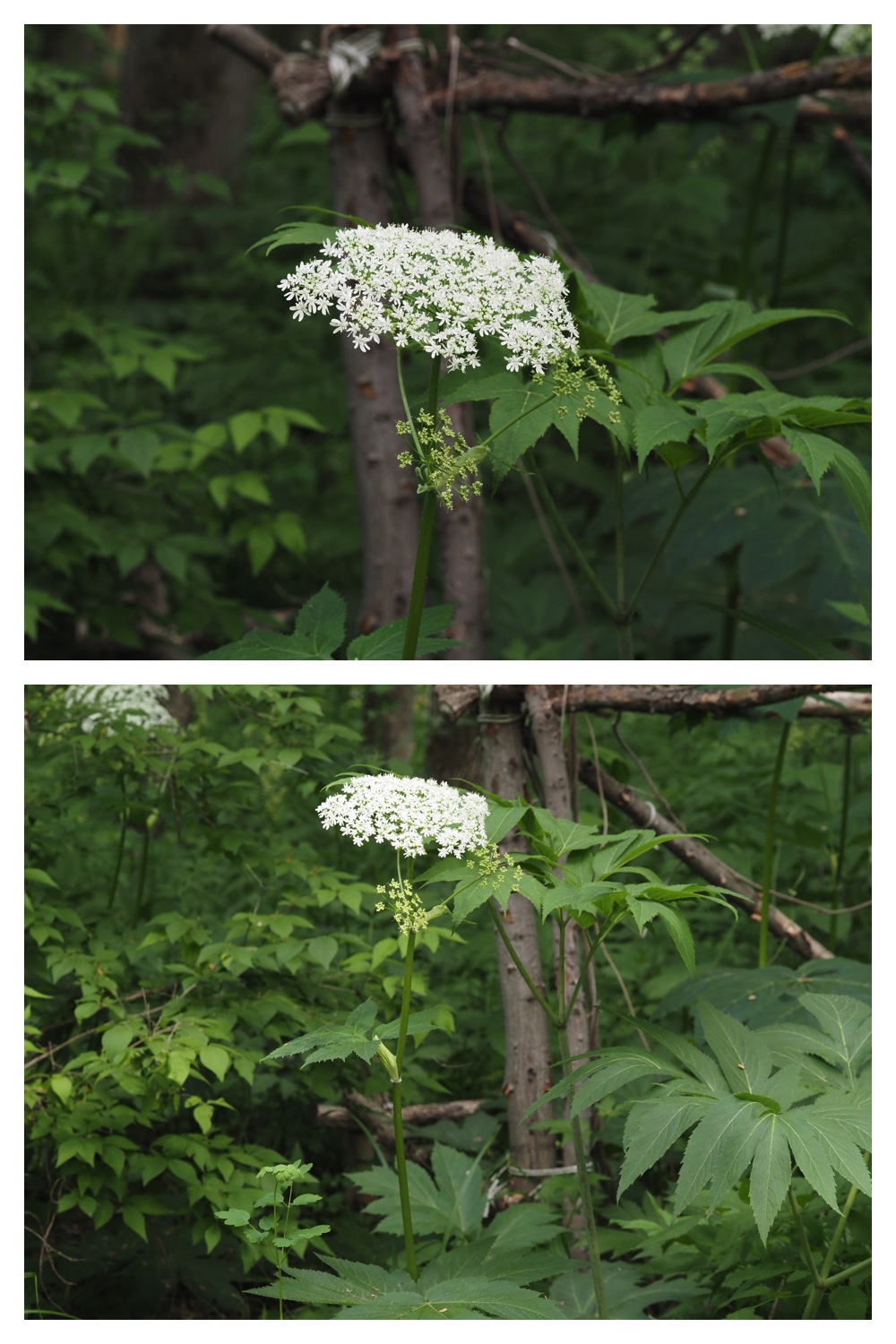 260603_Yasouen_11