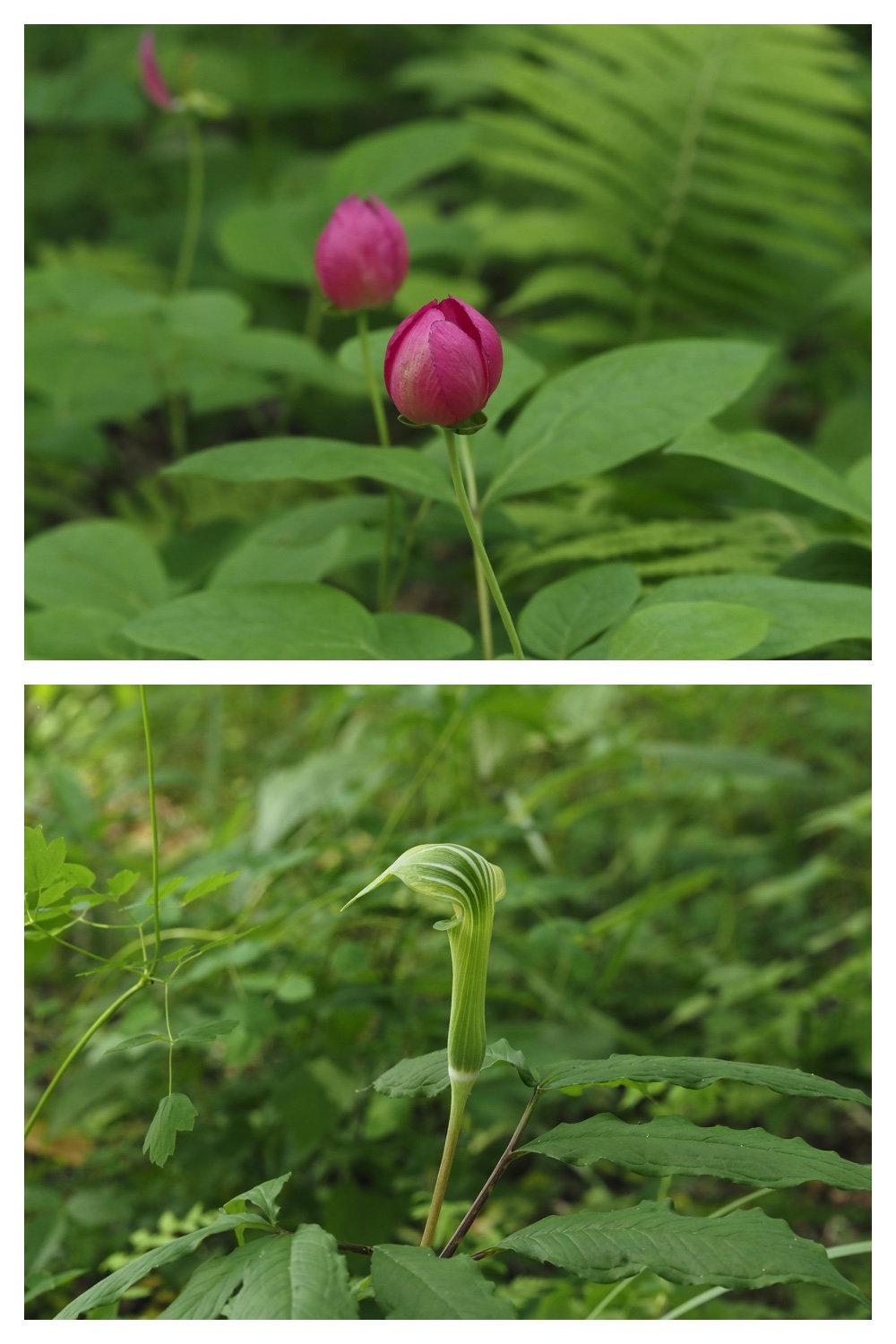260603_Yasouen_4