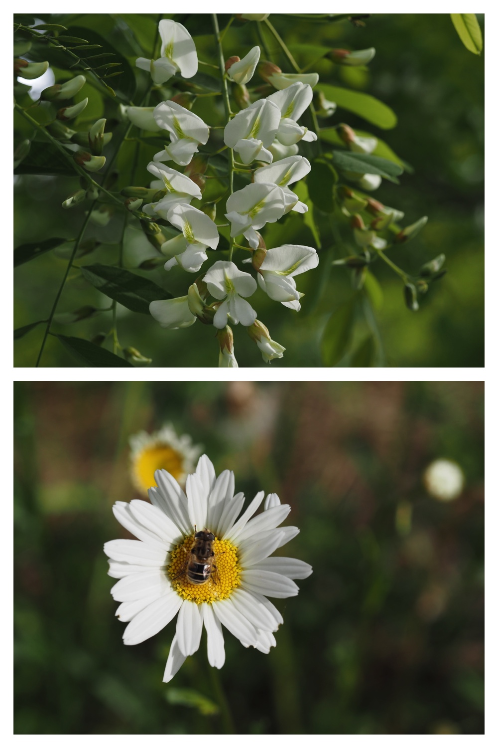 260605_Tokachi-hills_28