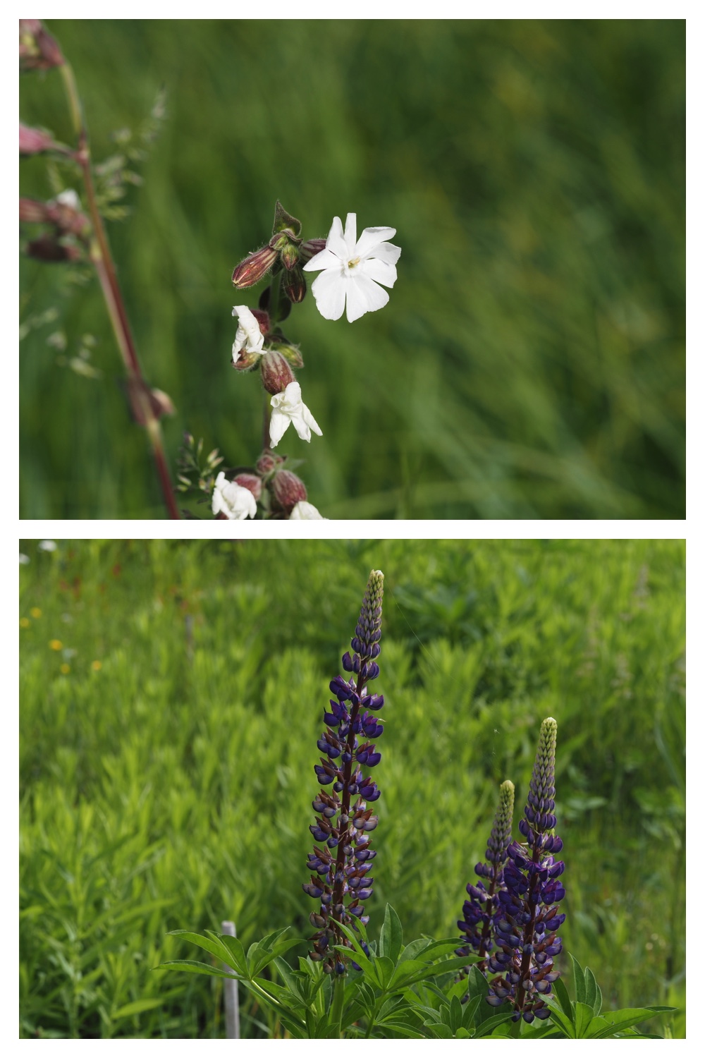 260605_Tokachi-hills_29