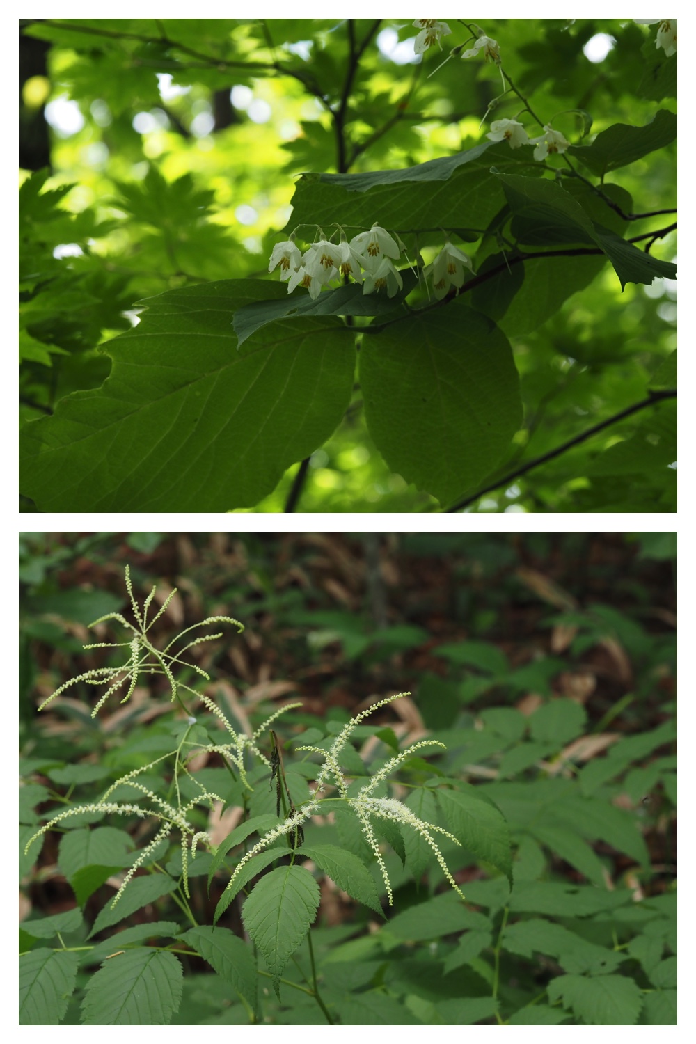 260609_Kunimiyama_14