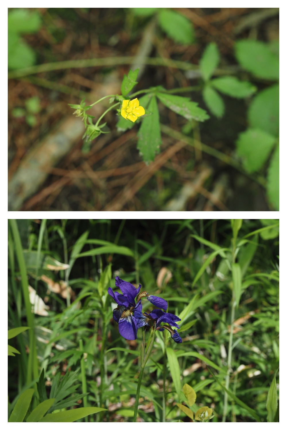 260609_Kunimiyama_26