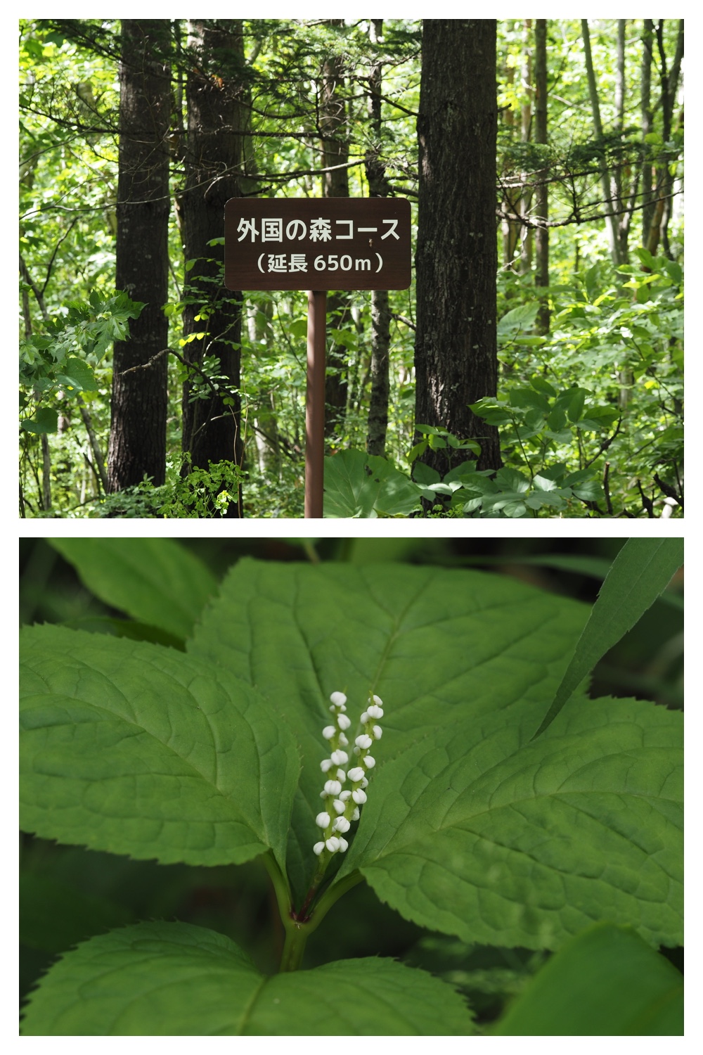 260609_Kunimiyama_27