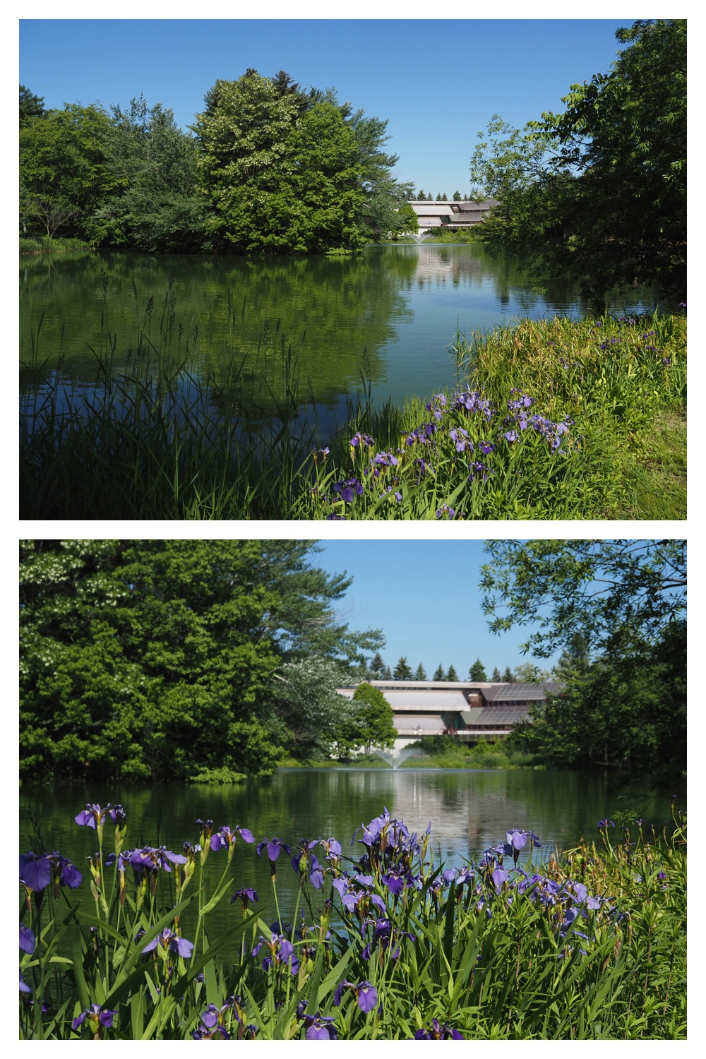 260611_Midorigaoka_7