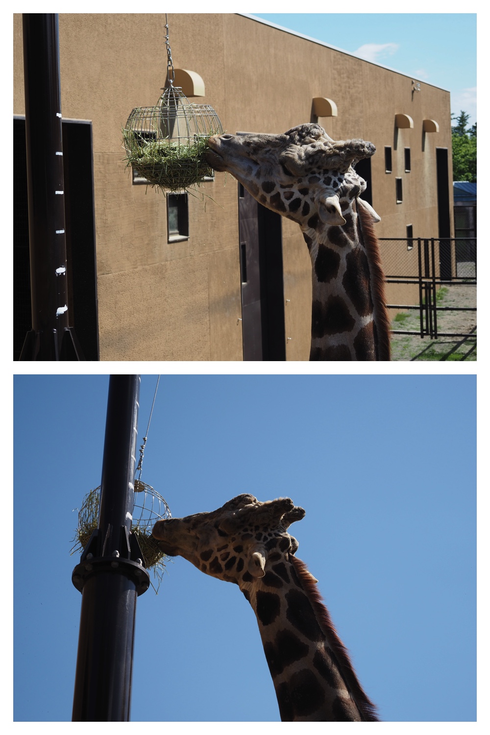 260612_Zoo_10
