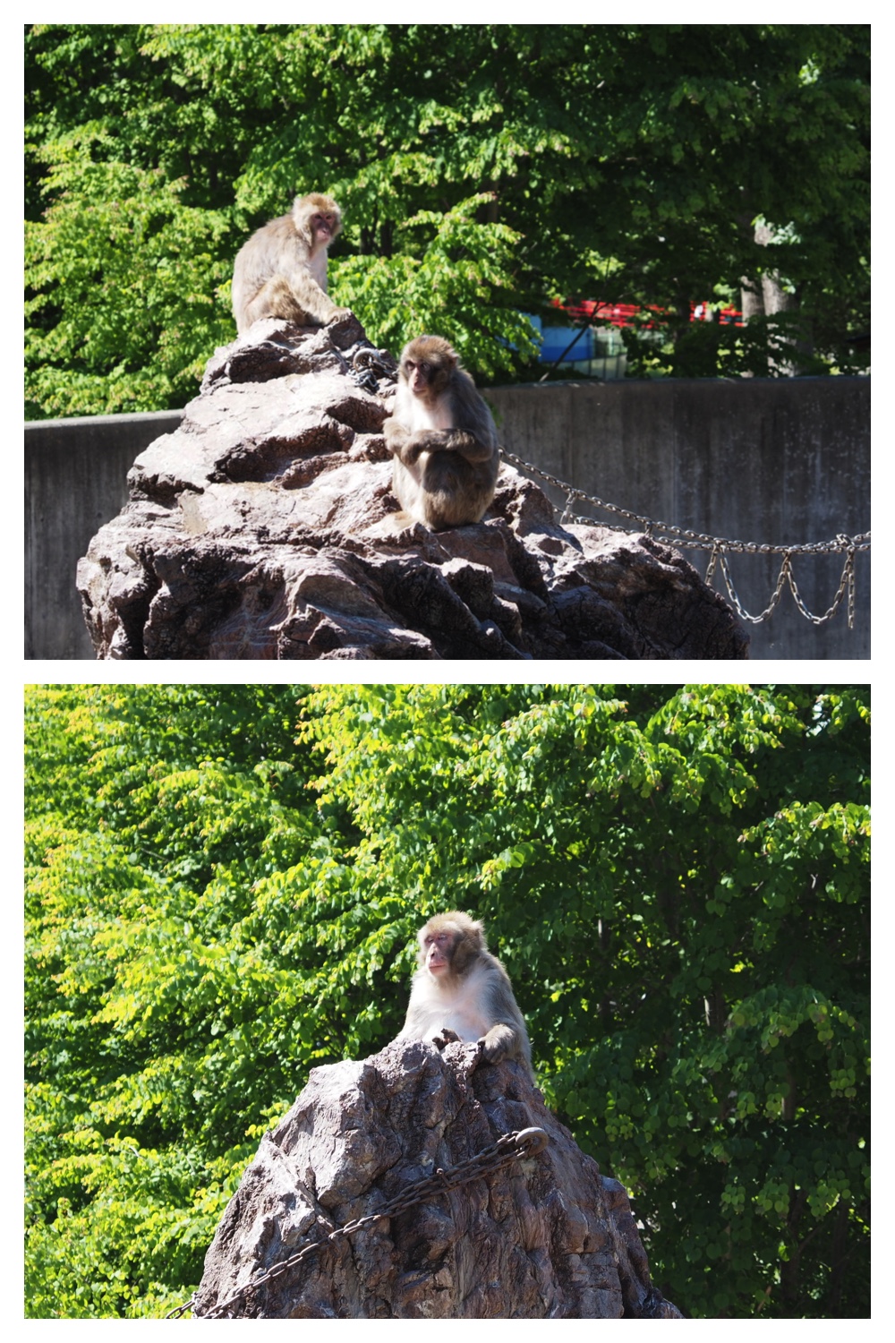 260612_Zoo_5