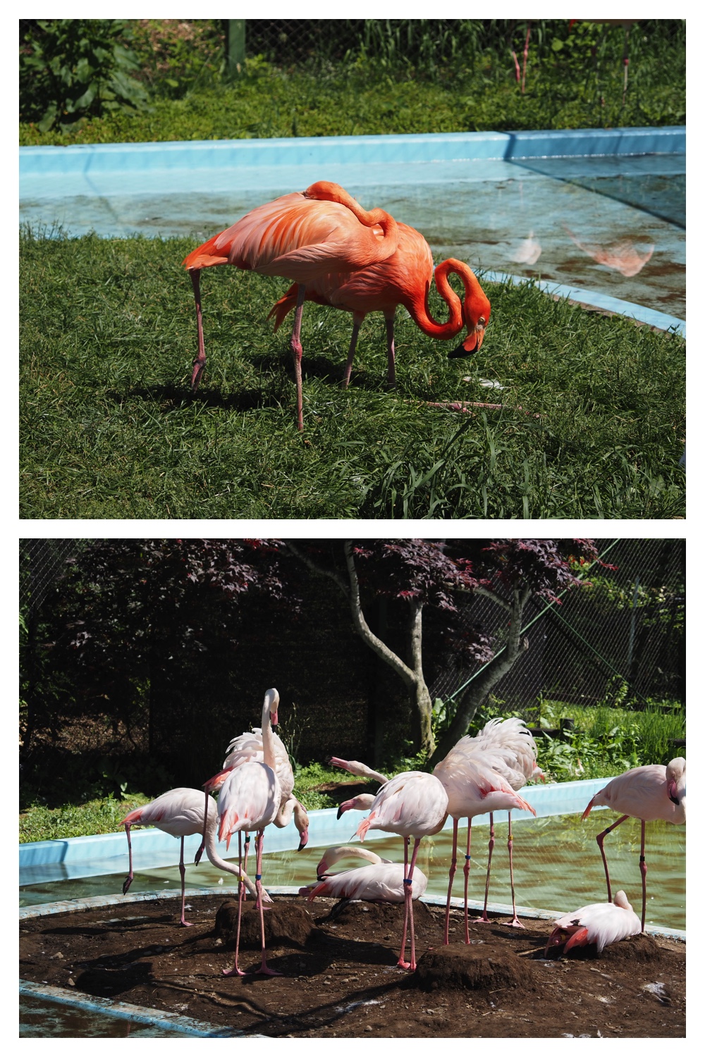 260612_Zoo_6