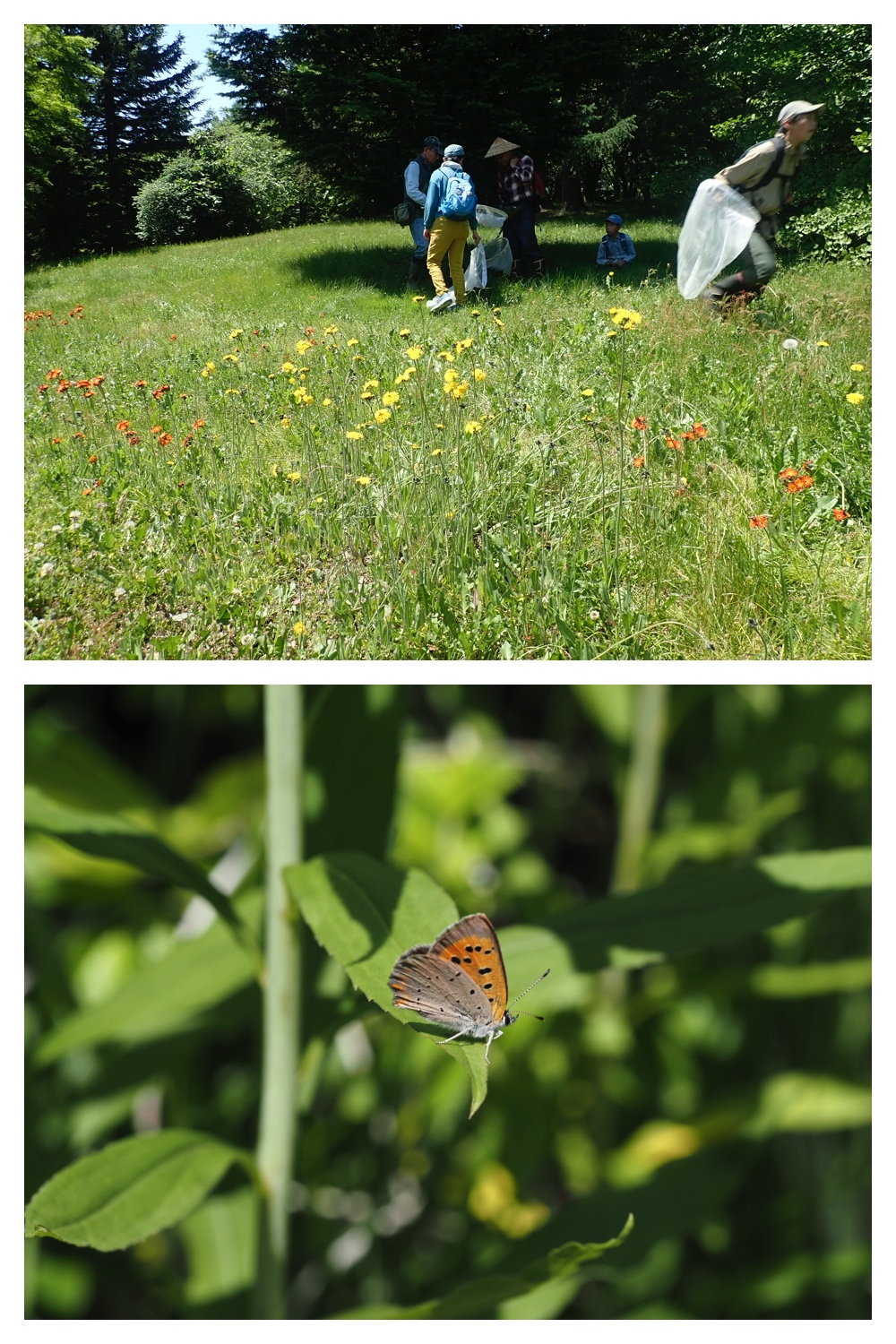 260614_Butterfly-plants_10
