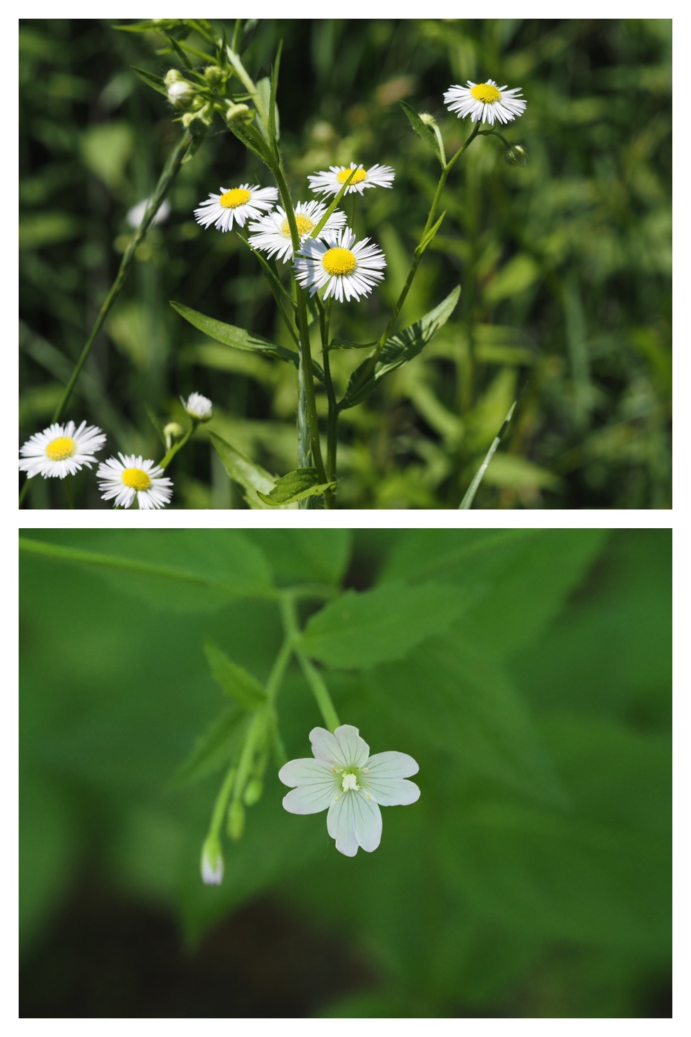 260614_Butterfly-plants_16