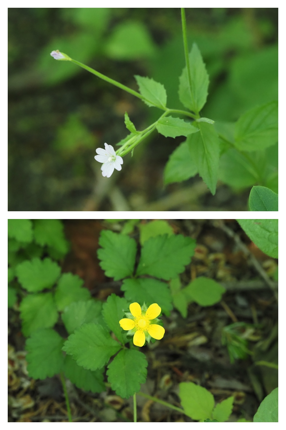 260614_Butterfly-plants_17