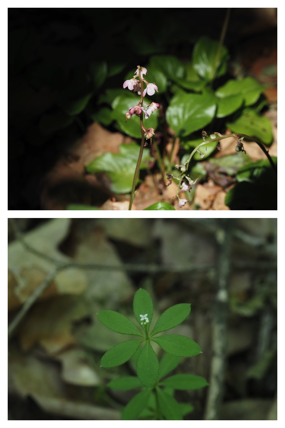 260614_Butterfly-plants_21