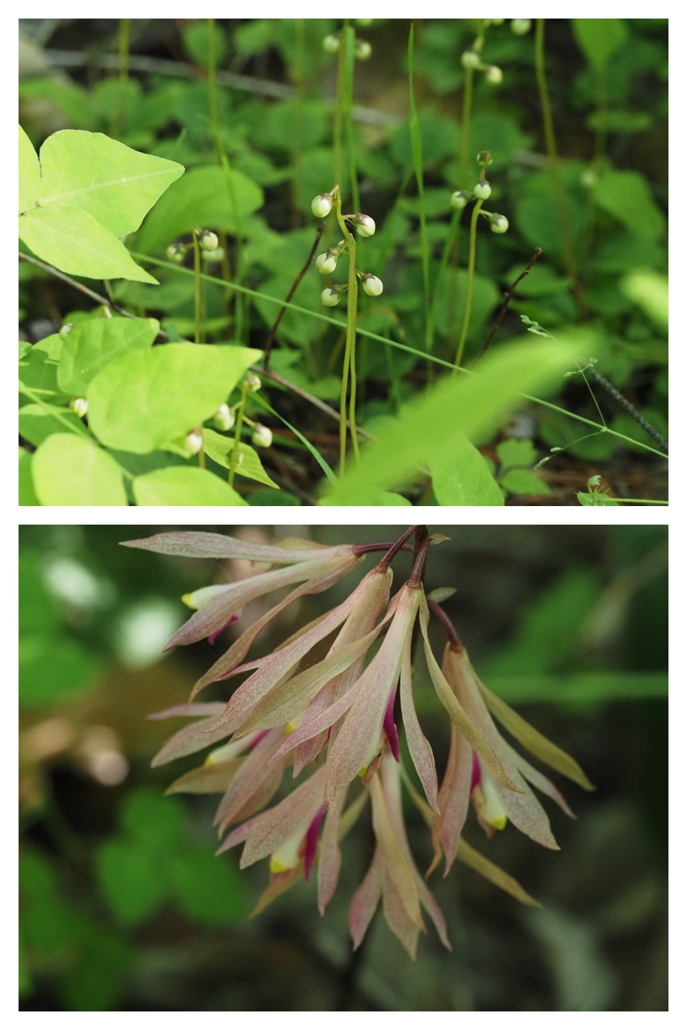260614_Butterfly-plants_24
