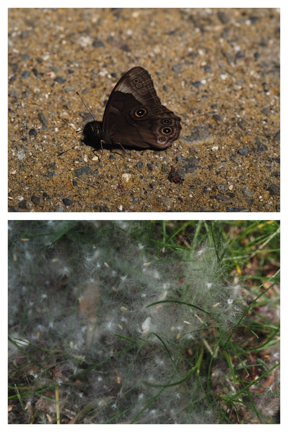 260614_Butterfly-plants_6