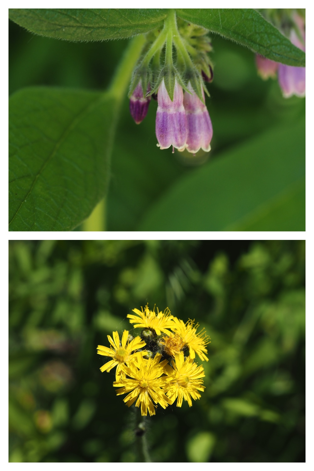 260614_Butterfly-plants_7