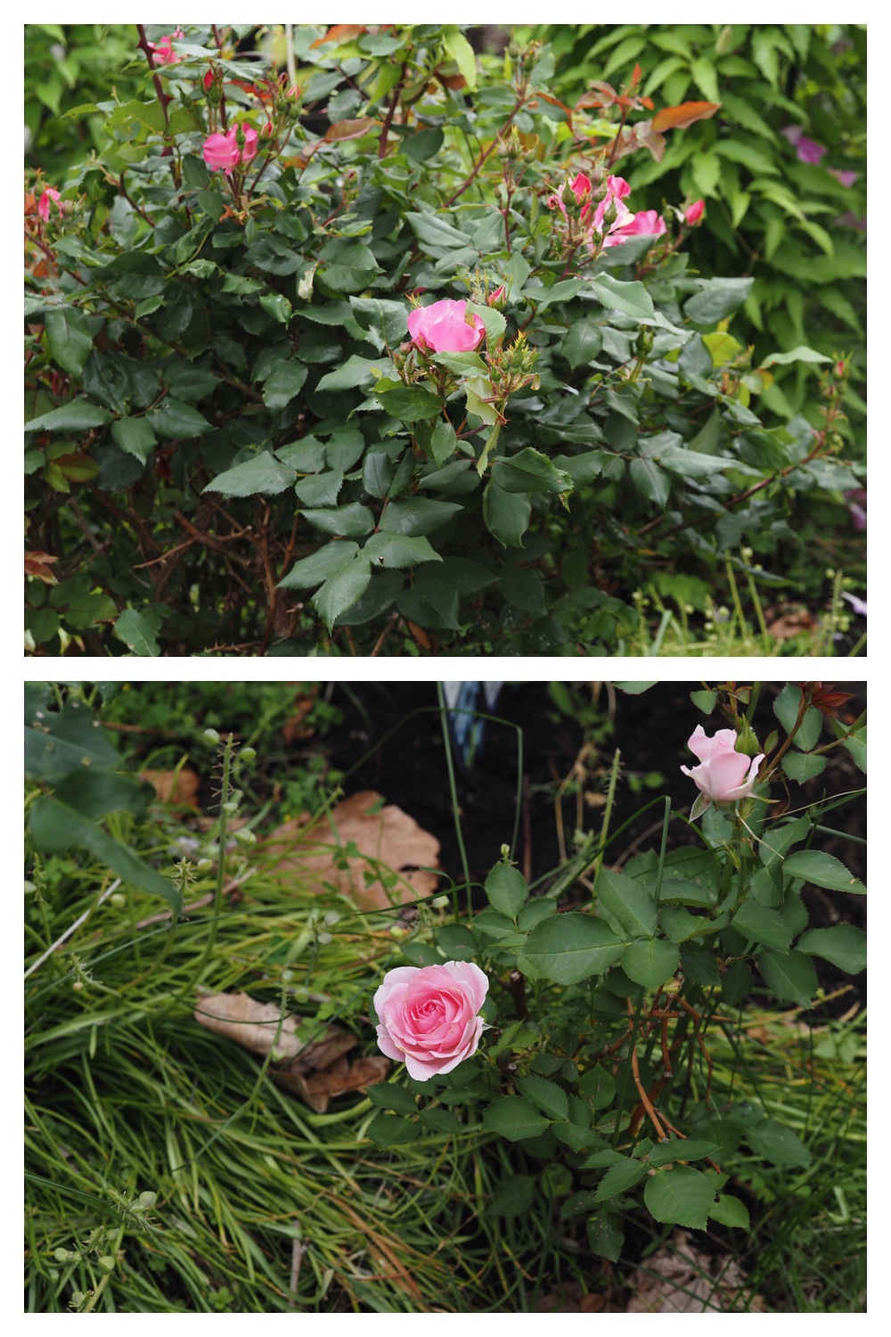 260615_Raddish_6