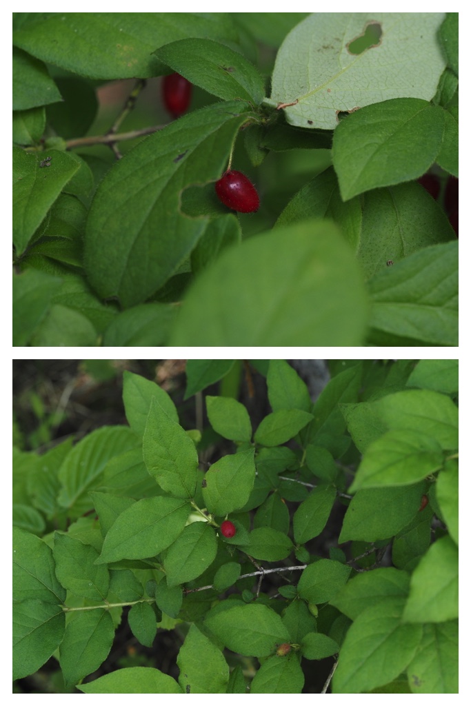 260616_Berries_1
