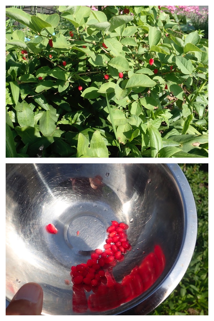 260616_Berries_12