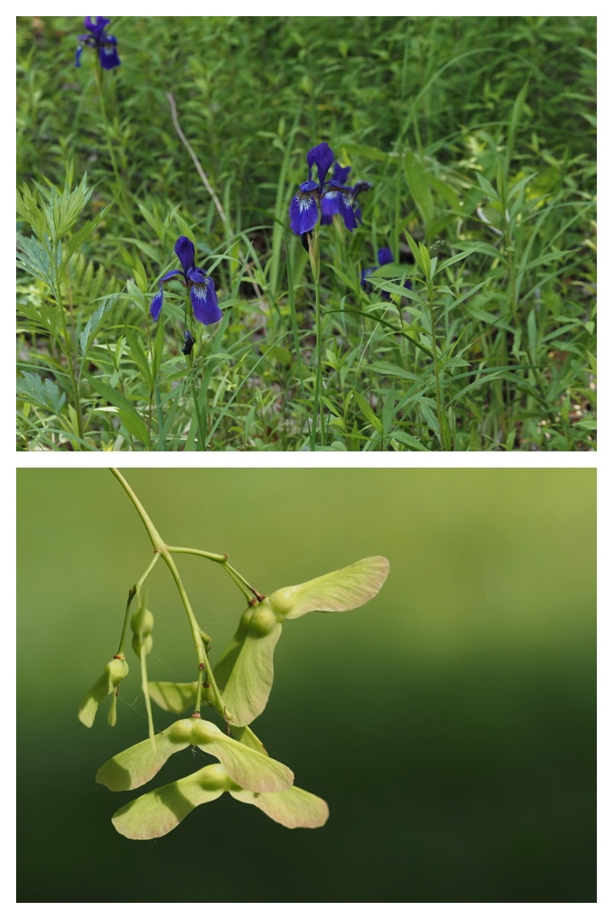 260616_Berries_2