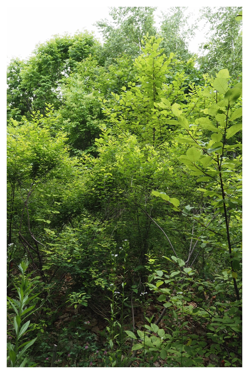 260621_Satoyama_3