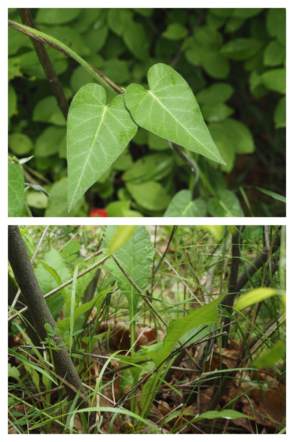 260623_Vegetation_13