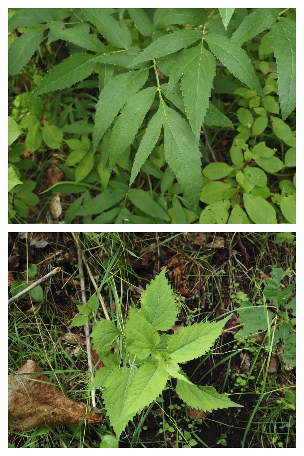 260623_Vegetation_14