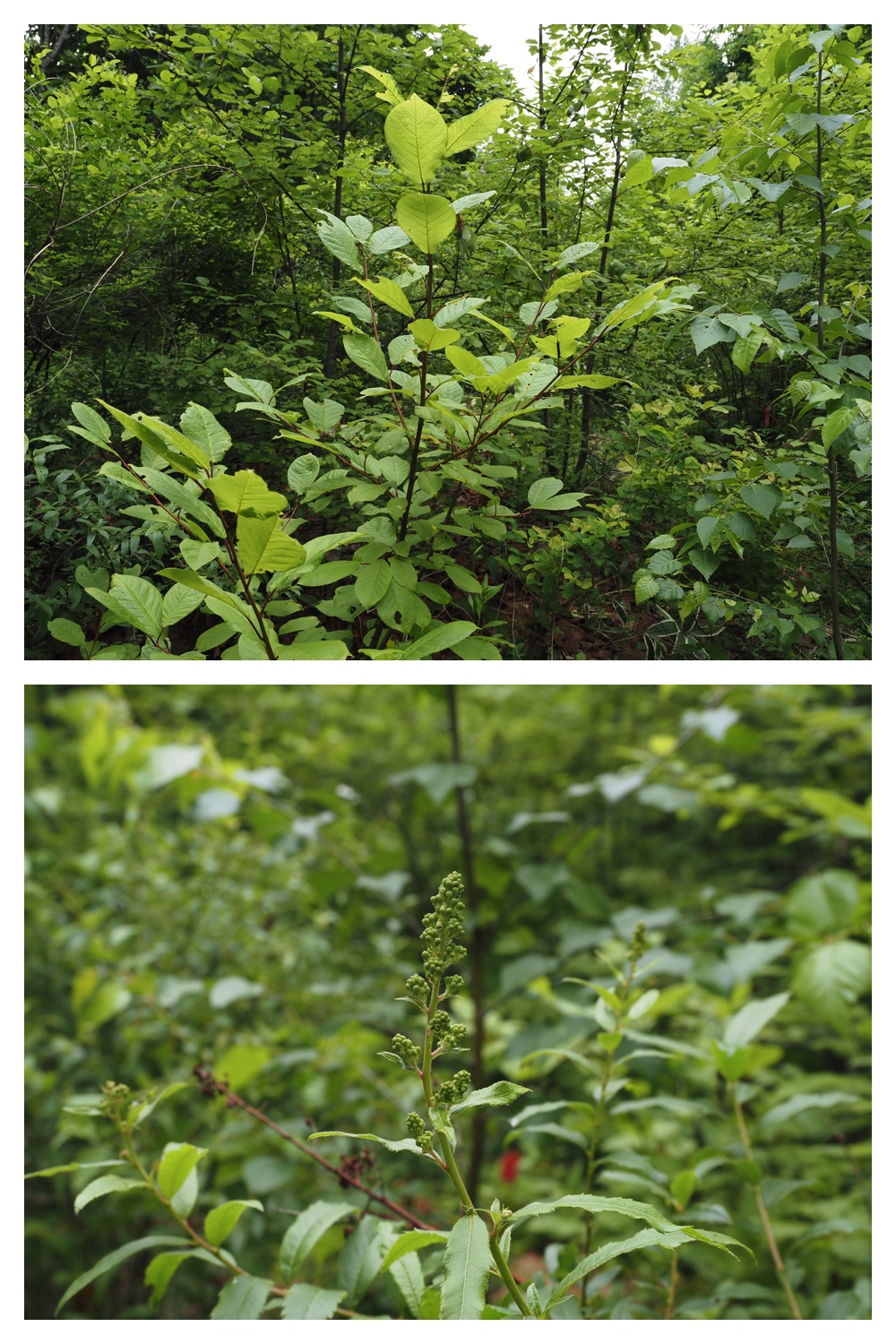 260623_Vegetation_4