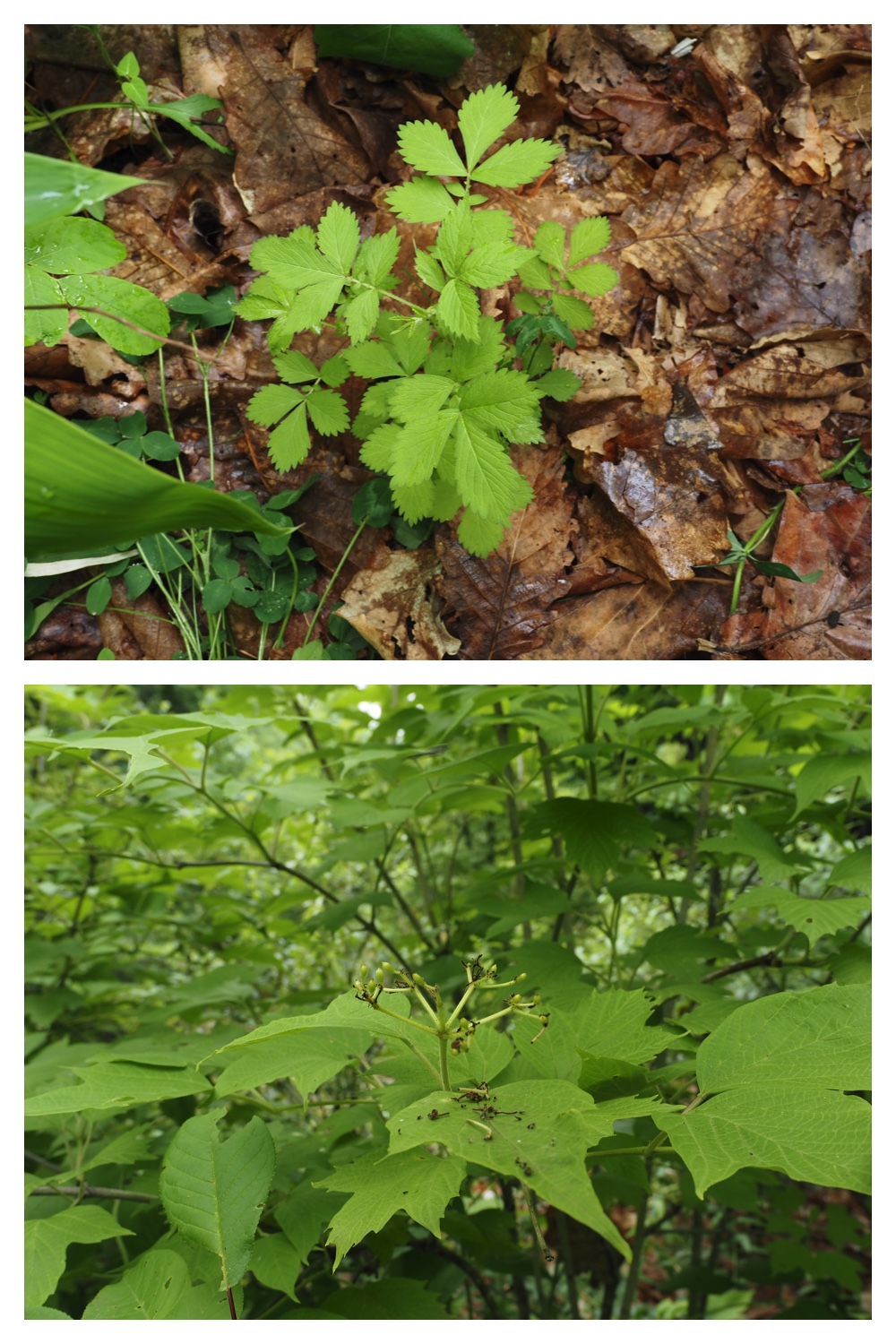 260623_Vegetation_6