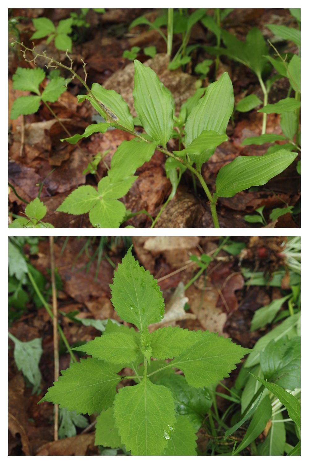 260623_Vegetation_9