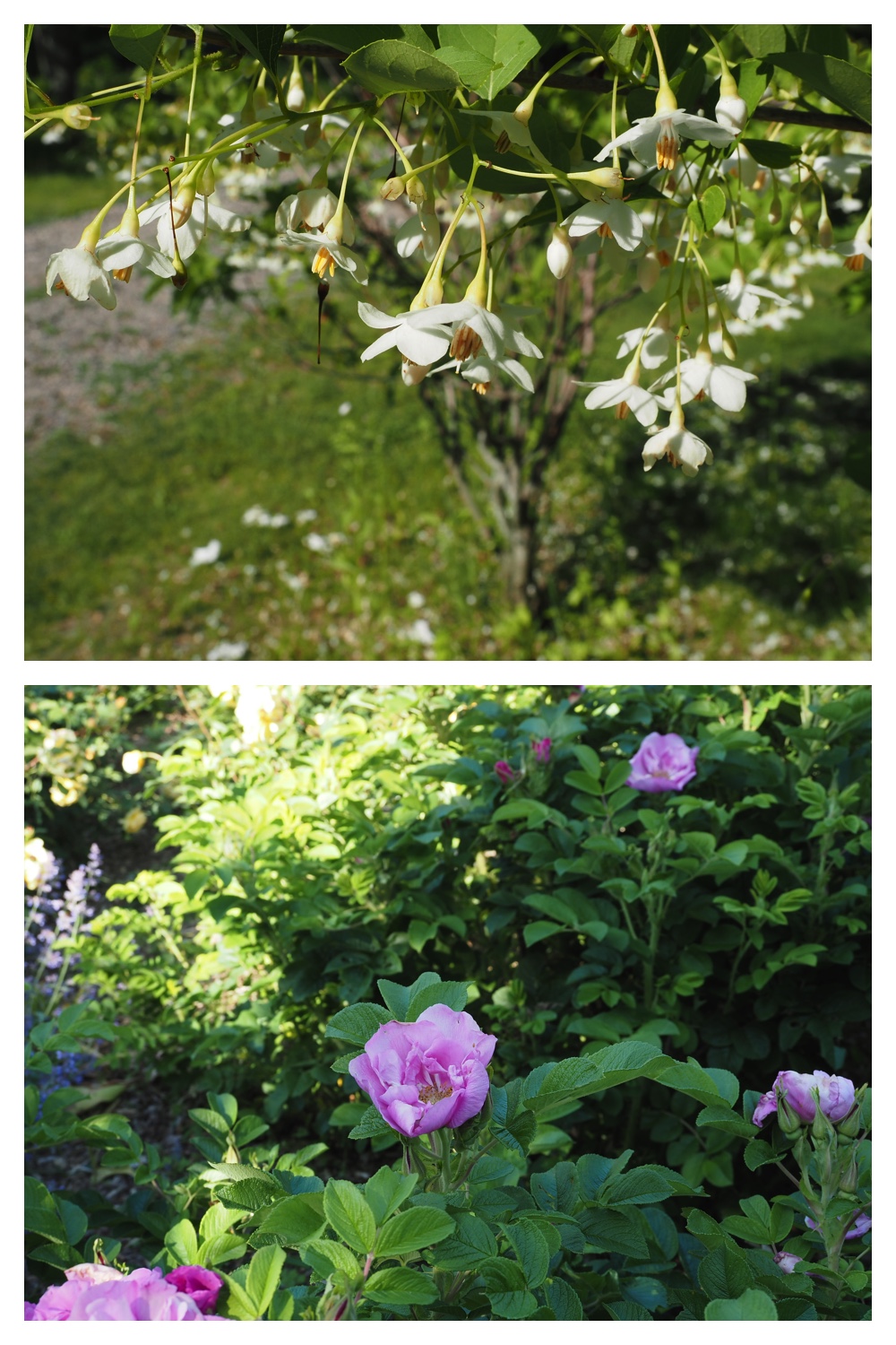 260624_Tokachi-hills_11