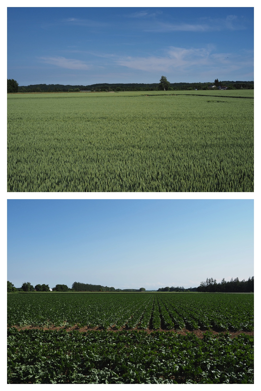 260624_Tokachi-hills_2