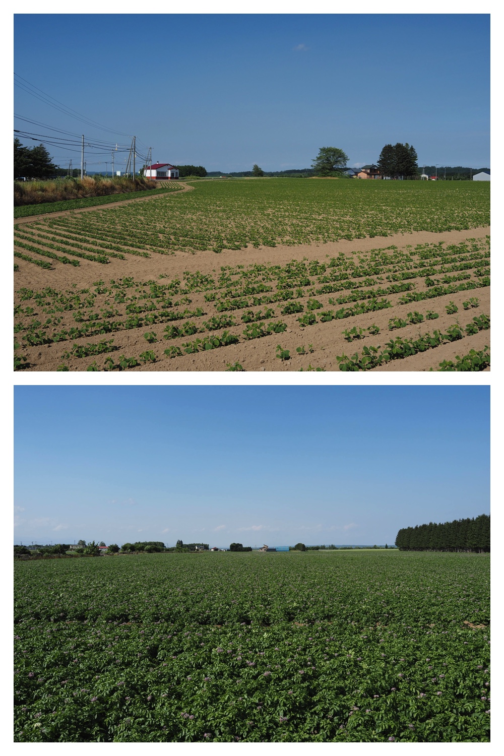260624_Tokachi-hills_3