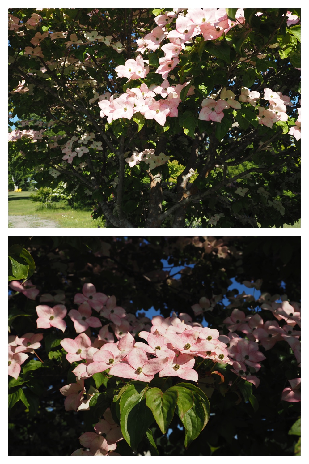 260624_Tokachi-hills_9
