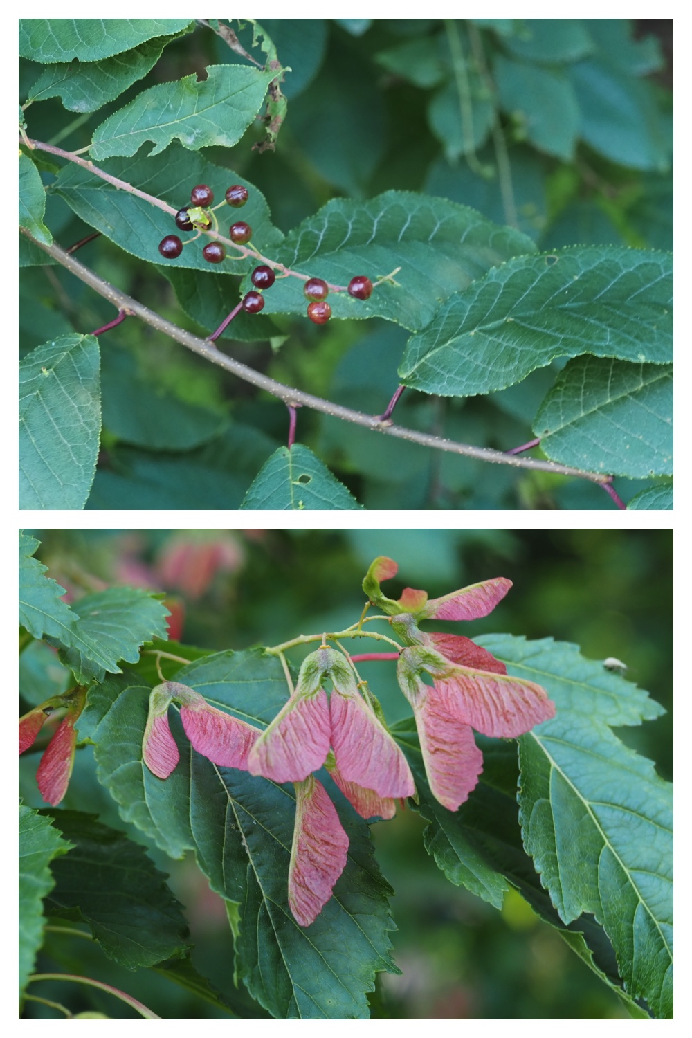 260630_Noukou-walk_14