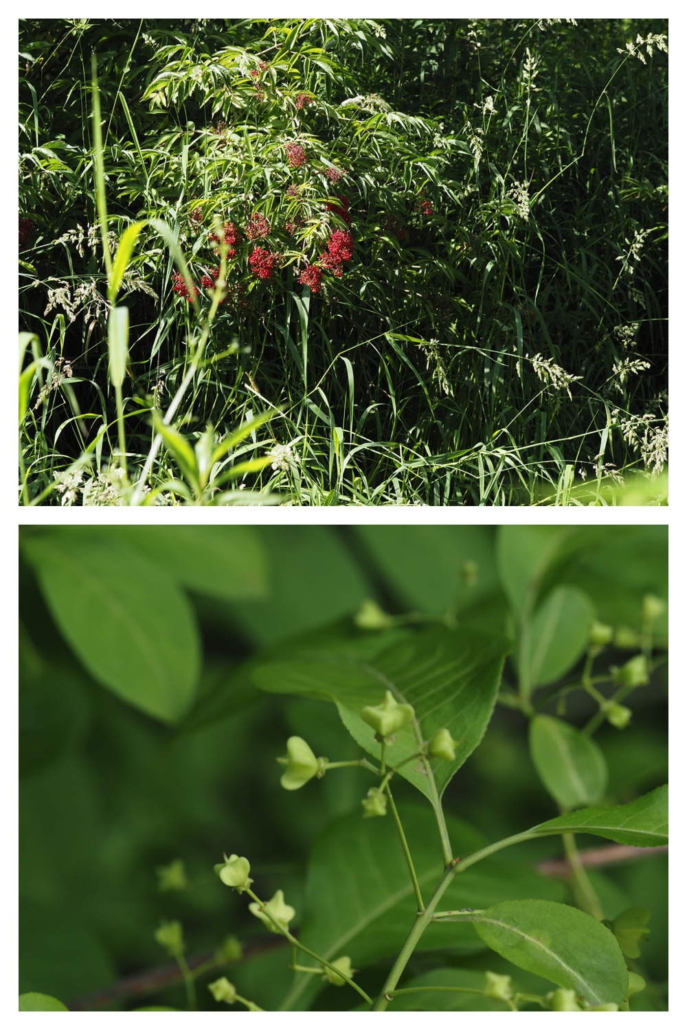 260630_Noukou-walk_18