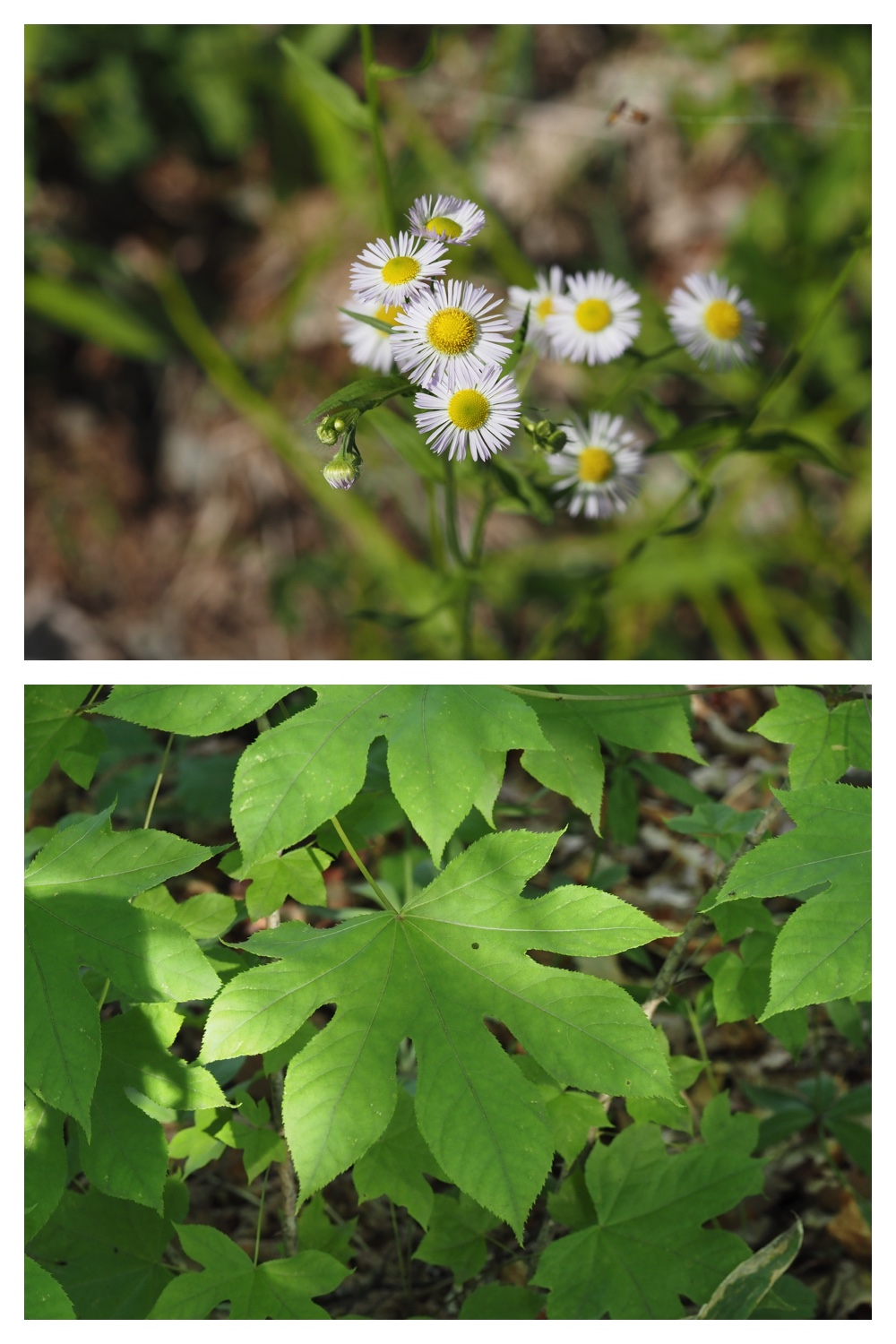 260630_Noukou-walk_4