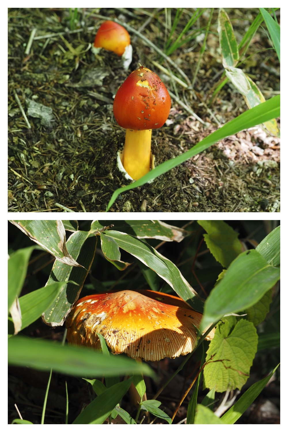 260630_Noukou-walk_5