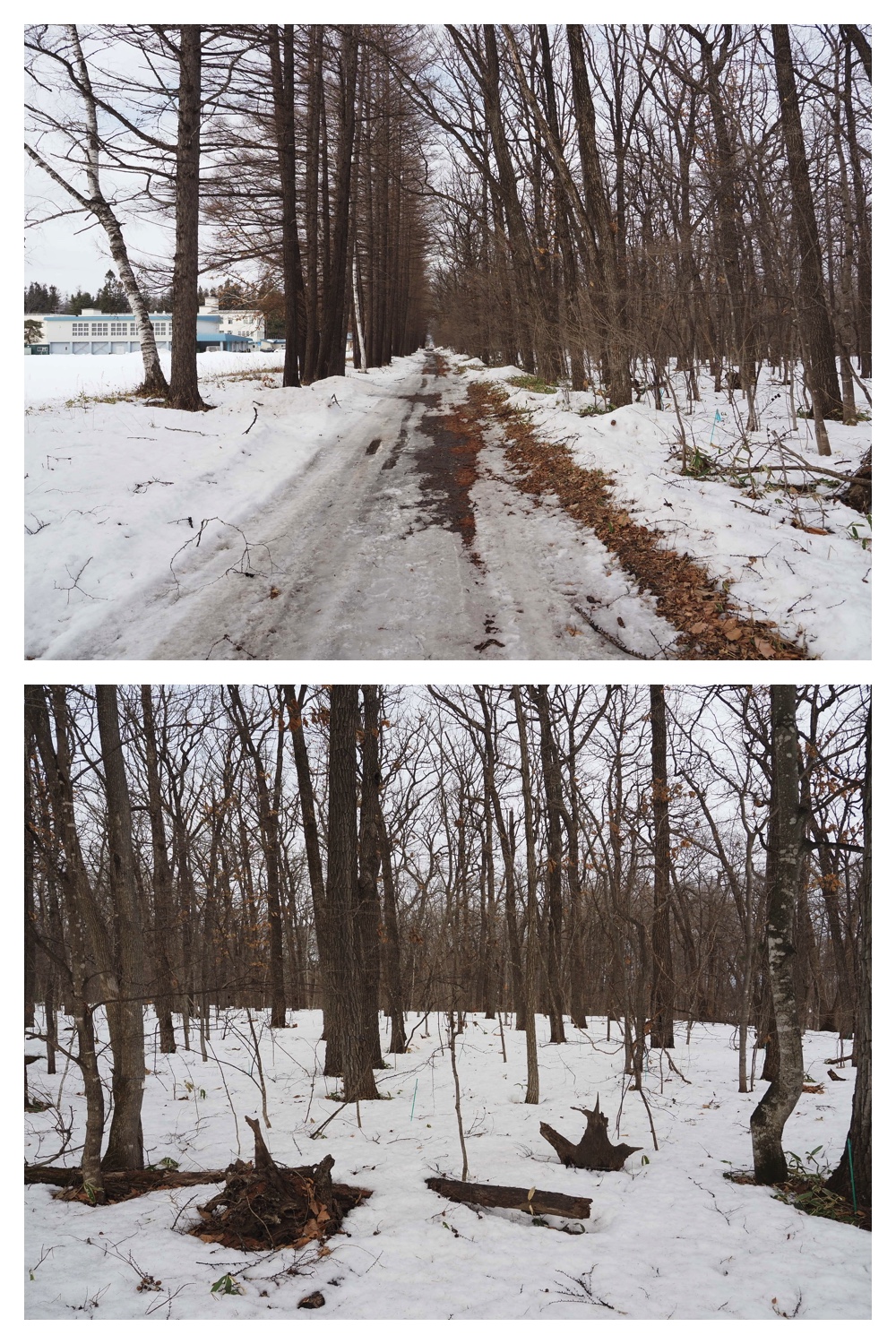 260303_After-the-storm_7