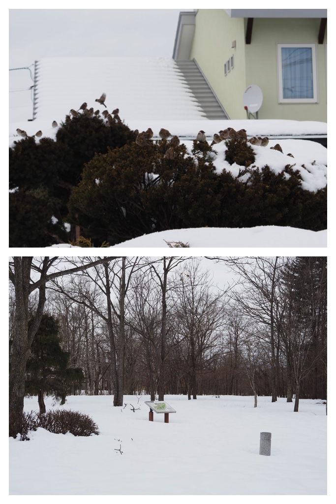 260306_Snowy-scenes_12