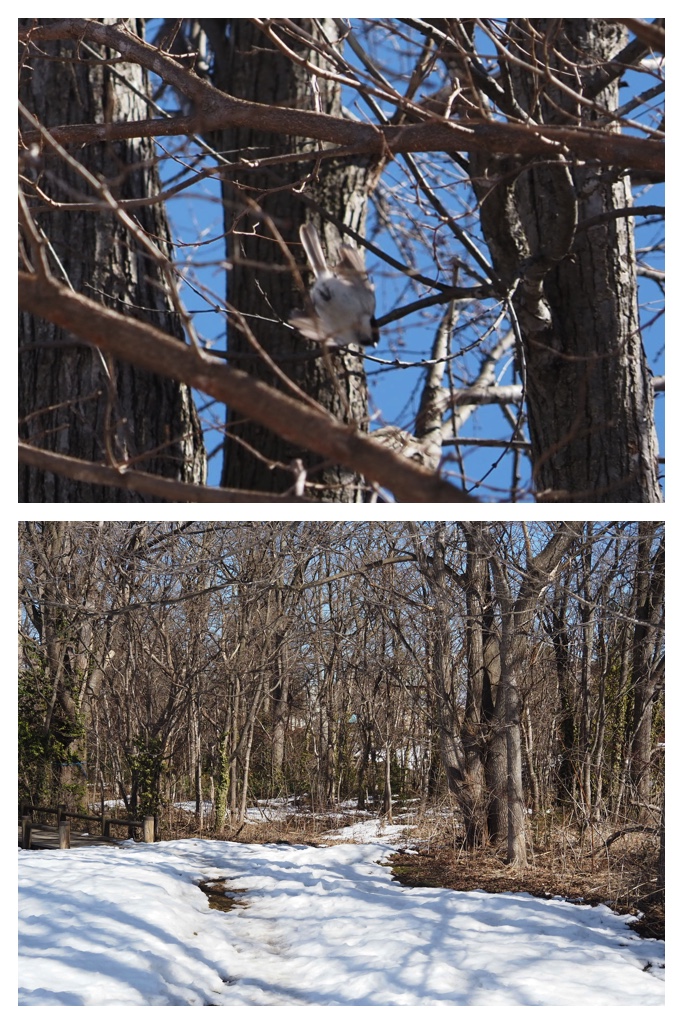 260314_Hashibutogara