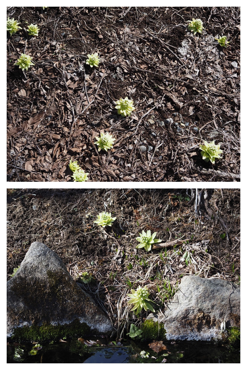 260314_Hasshounochi_23