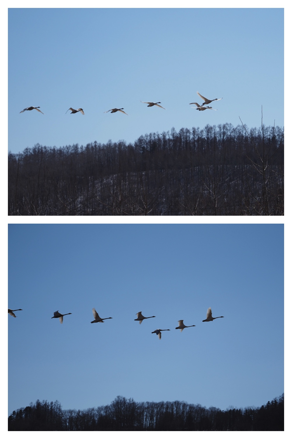 260318_Tokachigaoka_5