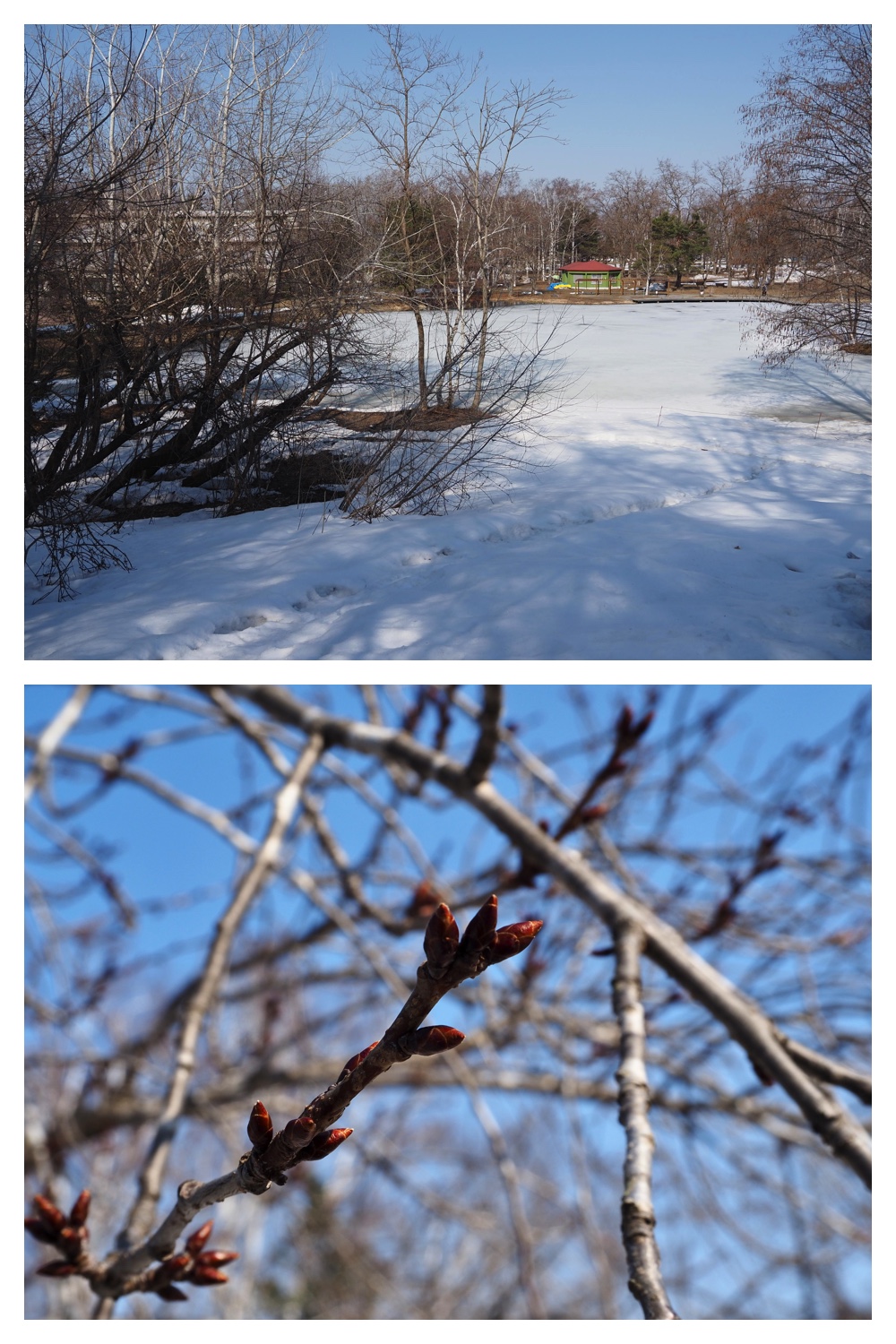 260320_Midorigaoka_4