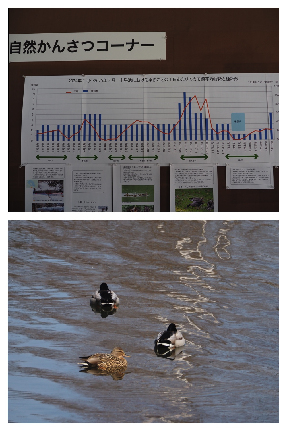 260320_Midorigaoka_5