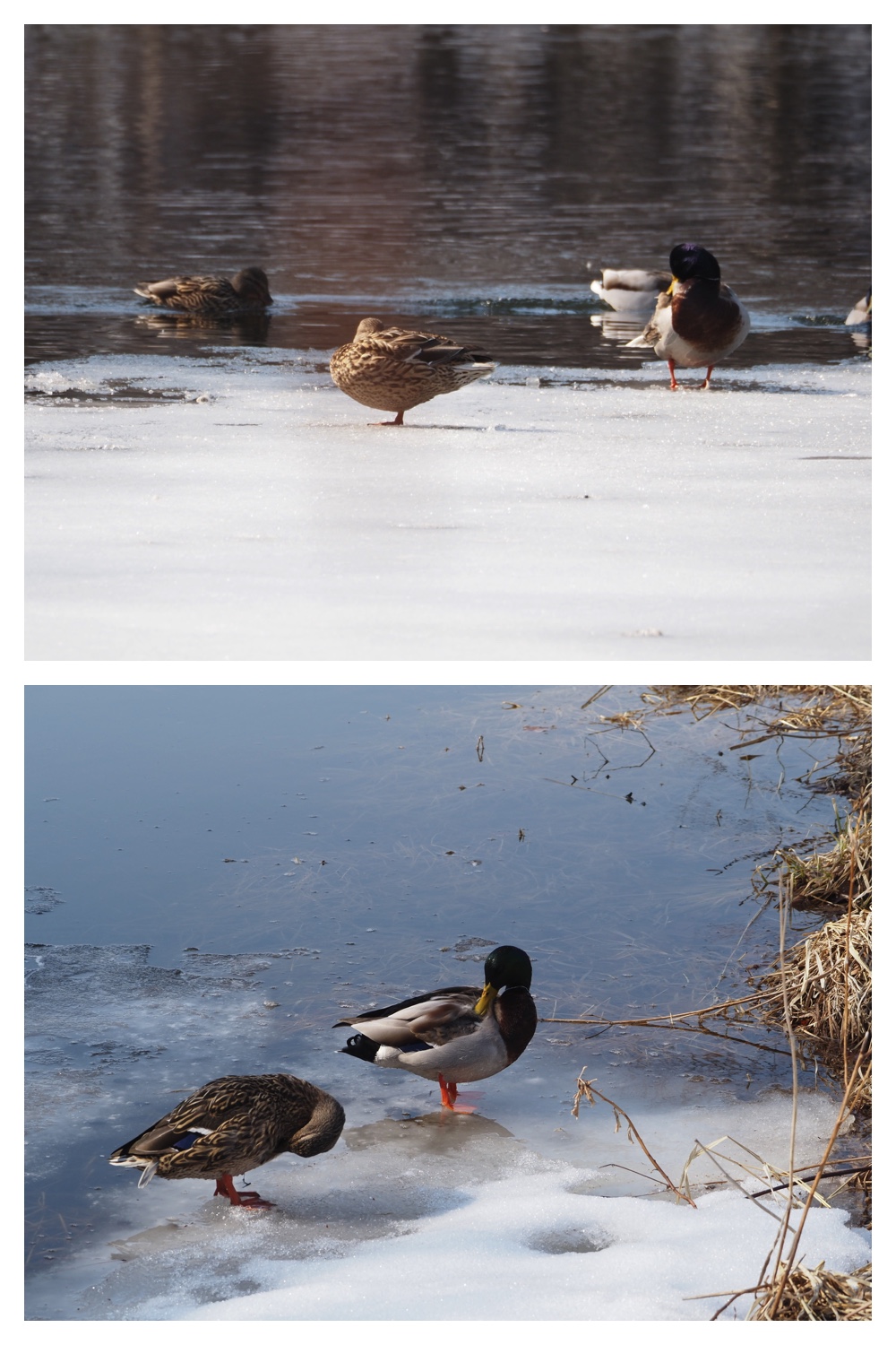 260320_Midorigaoka_6