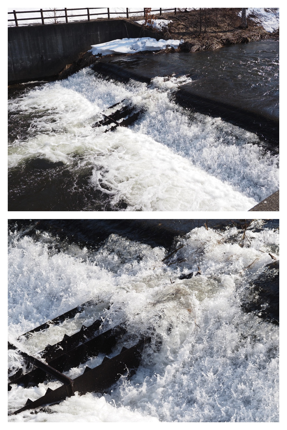 260324_Urikaigawa_10