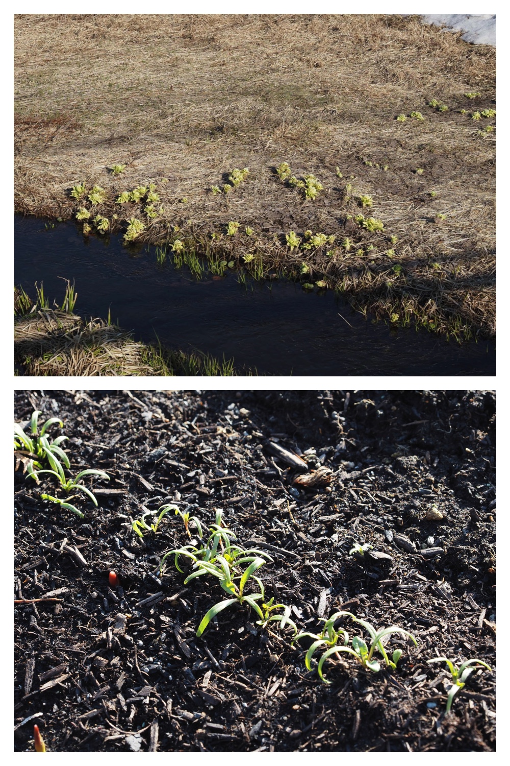 260324_Urikaigawa_12