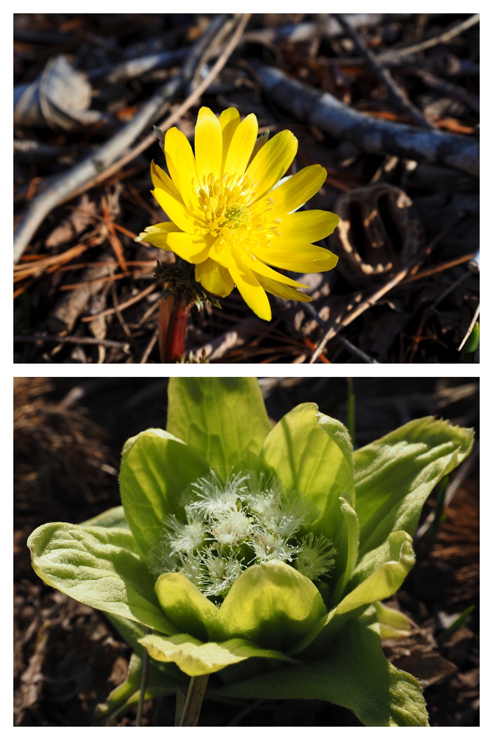 260325_Hasshounochi_12